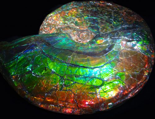 Colorful Ammonite